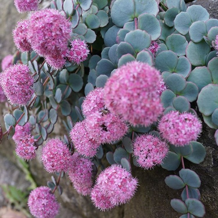 Rozchodník (Sedum) ´BRIGHT PINK´ kont. P9